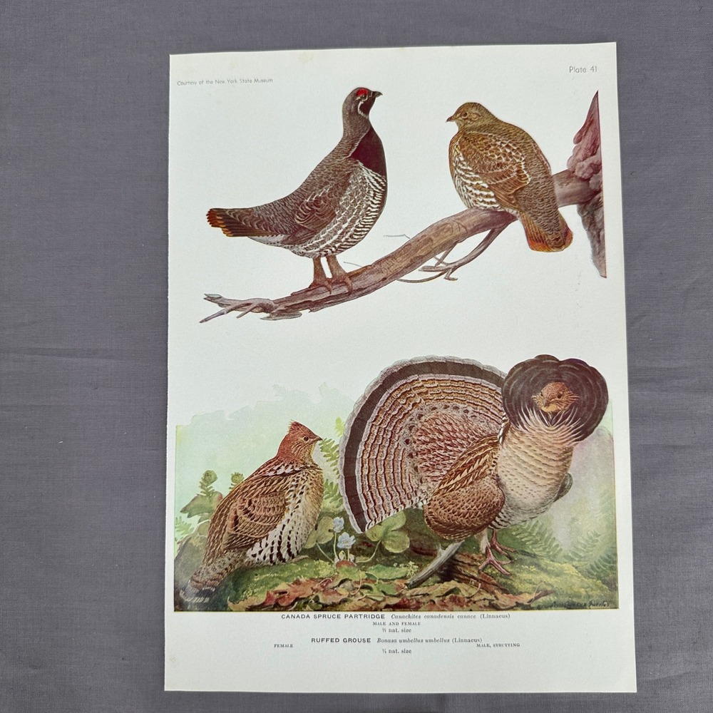 1936 Louis Fuertes Ruffed Grouse Canada Spruce Partridge Bird Print Wall Art